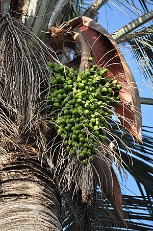 Archivo:Jubaea Chilensis detalle frutos palma chilena