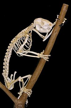 Archivo:Koala skeleton1