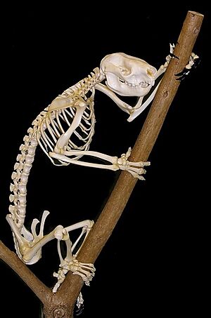 Archivo:Koala skeleton1