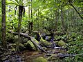 Lowland rainforest, Masoala National Park, Madagascar (4026784053)