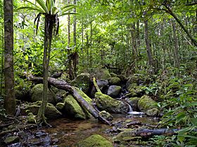Archivo:Lowland rainforest, Masoala National Park, Madagascar (4026784053)