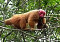 Male uakari