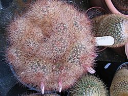 Mammillaria carretii.jpg