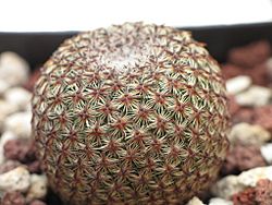 Mammillaria crucigera.jpg