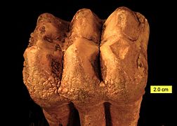 Mammut Tooth Surface Pleistocene Ohio