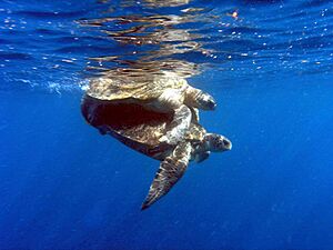 Archivo:Mating turtles-Moheli