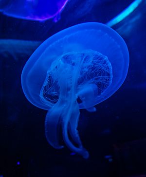 Archivo:Medusa común (Aurelia aurita), Aquarium de Ciudad del Cabo, Sudáfrica, 2018-07-19, DD 02