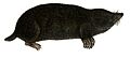 Mole white background