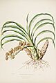 Mormodes maculata var. maculata. (as Mormodes pardina) - Bateman Orch. Mex. Guat. pl. 14 (1842)