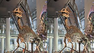 Archivo:Naturalis Biodiversity Center - Museum - Exhibition Primeval parade 17 - Stereo image Edmontosaurus skeleton