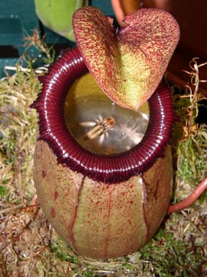 Archivo:Nepenthes sibuyanensis
