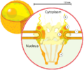NuclearPore crop