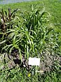 Panicum virgatum - Botanical Garden in Kaisaniemi, Helsinki - DSC03560
