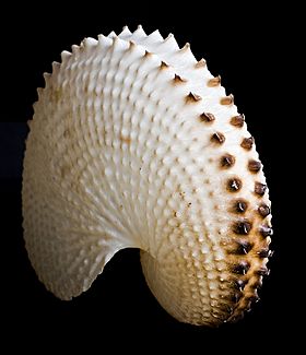 Archivo:Paper Nautilus Shell