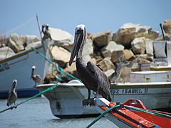 Pelicano de Margarita en La Guardia
