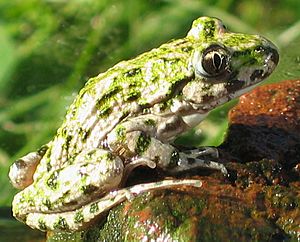 Archivo:Pelodytes punctatus side