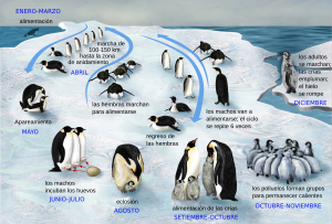 Archivo:Penguin-lifecycle-es