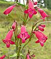 Penstemon roseus (11650684863)