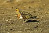 Pin-tailed sandgrouse (Pterocles alchata).jpg