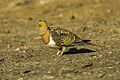 Pin-tailed sandgrouse (Pterocles alchata)
