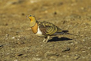 Archivo:Pin-tailed sandgrouse (Pterocles alchata)