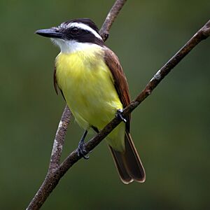 Archivo:Pitangus sulphuratus 3