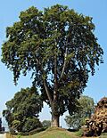 Archivo:Platanus orientalis tree
