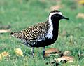Pluvialis fulvaUSFWS003413A