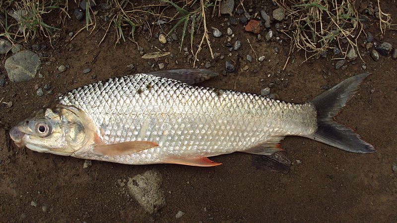 Prochilodus magdalenae (16197296986)