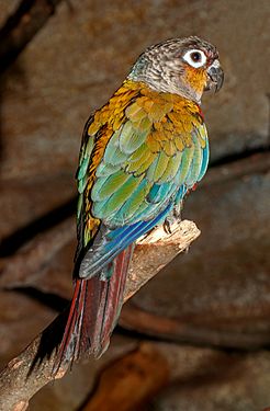 Pyrrhura perlata - Karlsruhe Zoo 01