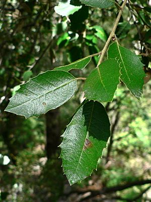Archivo:Quercus chrysolepis 08638