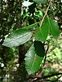 Quercus chrysolepis 08638