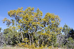 Archivo:Quercus gambelii Grand Canyon 1