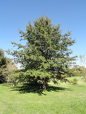 Archivo:Quercus imbricaria - University of Kentucky Arboretum - DSC09361