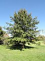 Quercus imbricaria - University of Kentucky Arboretum - DSC09361