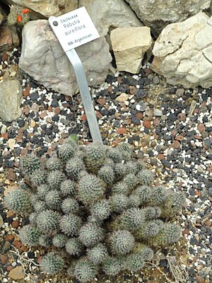 Archivo:Rebutia aureiflora - Botanischer Garten Freiburg - DSC06335