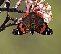 Red Admiral I IMG 7045
