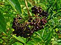 Sambucus canadensis 004