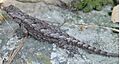 Sceloporus grammicus female