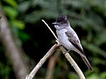 Archivo:Sirystes albocinereus - White-rumped Sirystes; Rio Branco, Acre, Brazil