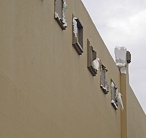 Archivo:Sulphur-crested Cockatoos damaging a shopping centre facade 4