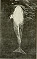 The animals of New Zealand; an account of the dominion's air-breathing vertebrates (1909) (14775451543)