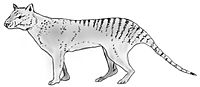 Archivo:Thylacinus potens