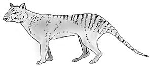 Archivo:Thylacinus potens
