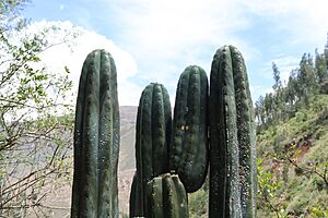 Archivo:Troncos de cactus Echinopsis pachanoi