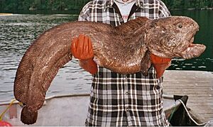 Archivo:Wolf eel