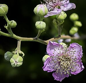 Archivo:(MHNT) Rubus ulmifolius flower and buds
