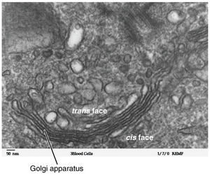 Archivo:0314 Golgi Apparatus b en