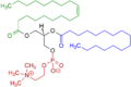 1-Oleoyl-2-almitoyl-phosphatidylcholine Structural Formulae V.1