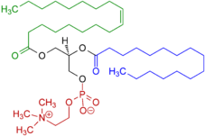 Archivo:1-Oleoyl-2-almitoyl-phosphatidylcholine Structural Formulae V.1